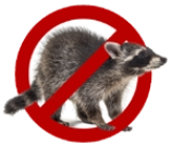 No Raccoons
