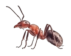 Ant Control