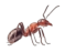 Ant Control Service
