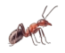 Fire Ant