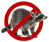 No Raccoons