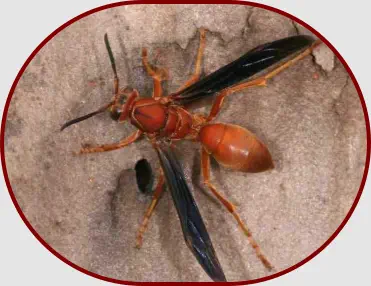 Bug Exterminator Houston