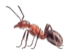 fire ants
