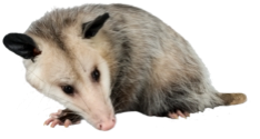 Opossum Removal