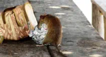 Rat Removal