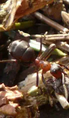 Fireants Exterminating