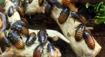 Termite Exterminating