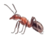 Ant Control