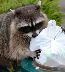 Raccoon  Removal