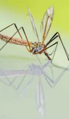 Houston Pest Control