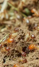 Termite Exterminating