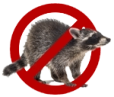No Raccoons