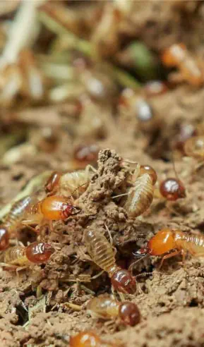 Termite Exterminating